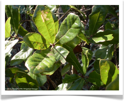 Quercus chapmanii, Chapman oak, leaves