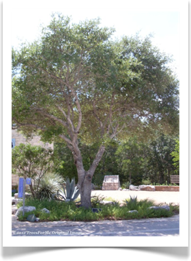 Quercus fusiformis, Escarpment Oak