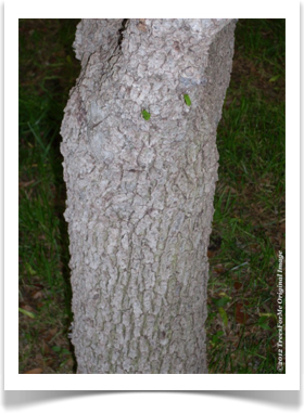 Quercus fusiformis, Escarpment Oak, bark example