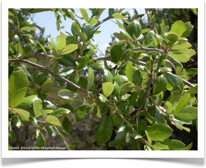 Quercus fusiformis, Escarpment Oak, foliage