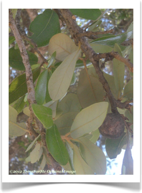 Quercus fusiformis, Escarpment Oak, leaf undersides