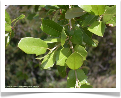 Quercus fusiformis, Escarpment Oak, prickled leaves