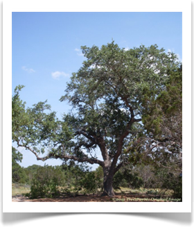 Quercus fusiformis, Escarpment Oak, mature tree