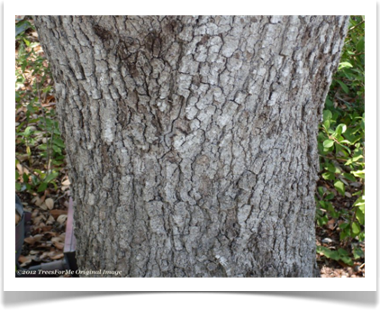 Quercus fusiformis, Escarpment Oak, mature bark