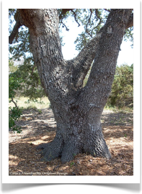 Quercus fusiformis, Escarpment Oak, large trunk base of mature tree
