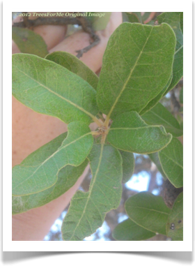 Quercus fusiformis, Escarpment Oak, leaves and terminal buds