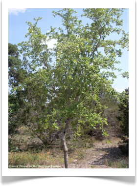 Quercus fusiformis, Escarpment Oak, young tree