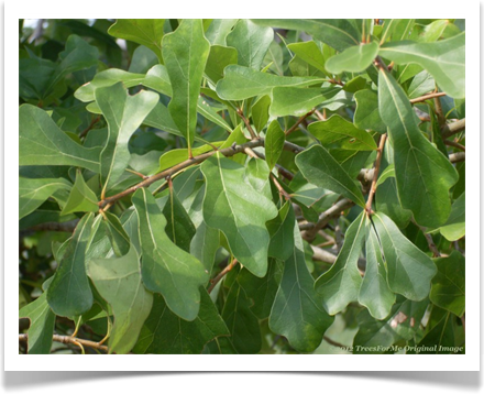 Quercus hemisphaerica, Darlington Oak, foliage