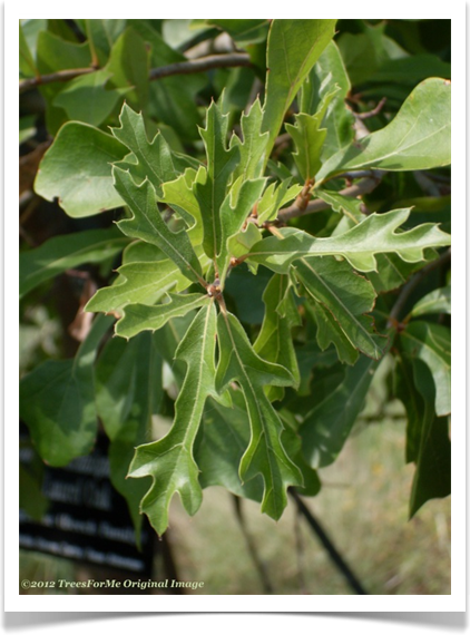 Quercus hemisphaerica, Darlington Oak, new foliage