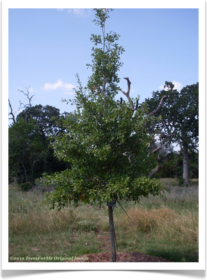 Quercus hemisphaerica, Darlington Oak, young tree
