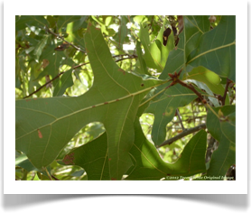 Quercus laevis, Turkey Oak, leaf underside
