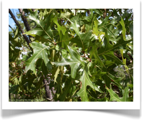 Quercus laevis, Turkey Oak, foliage