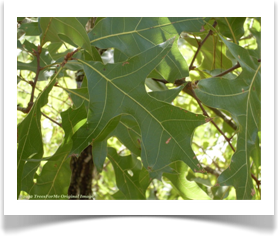 Quercus laevis, Turkey Oak, yellow leaf ribs
