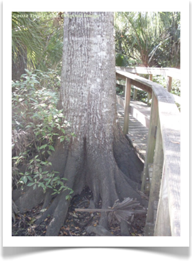 Laurel Oak, Quercus laurifolia, large trunk base