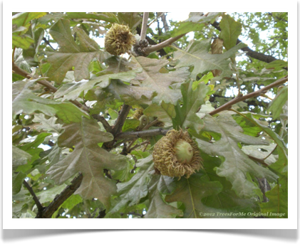 Bur Oak, Quercus macrocarpa, acorns