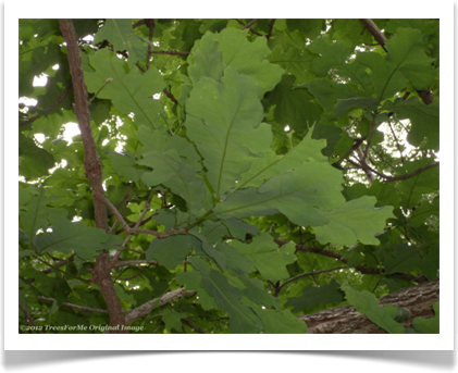Bur Oak, Quercus macrocarpa, leave underside