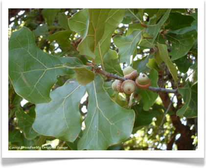 Quercus marilandica, Blackjack Oak, Foliage and acorns