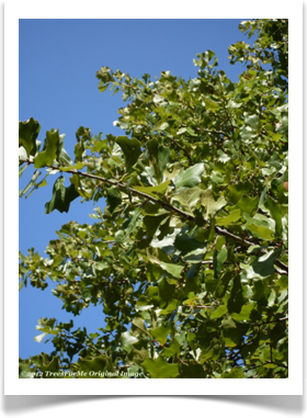 Quercus marilandica, Blackjack Oak, branches