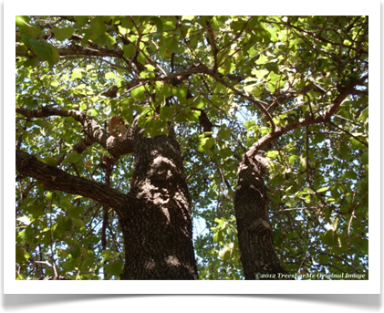 Quercus marilandica, Blackjack Oak, a look up into the canopy