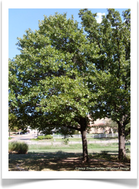 Quercus marilandica, Blackjack Oak, young tree