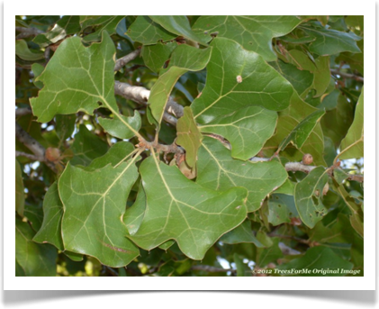 Quercus marilandica, Blackjack Oak, leaves