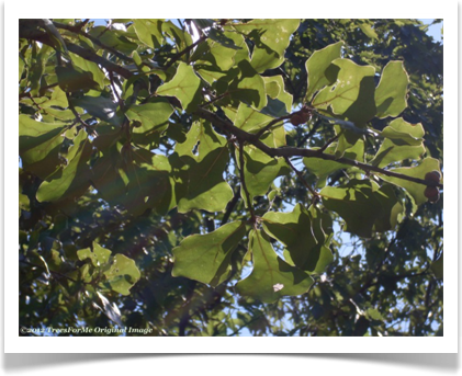 Quercus marilandica, Blackjack Oak, leaf veins
