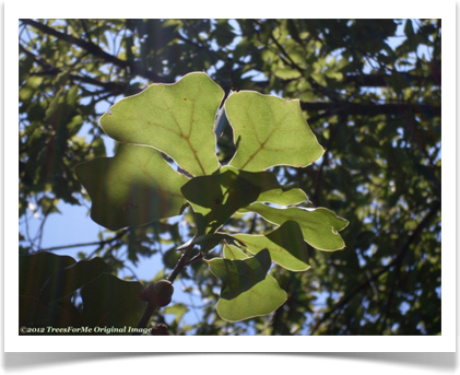 Quercus marilandica, Blackjack Oak, leaves in sunlight
