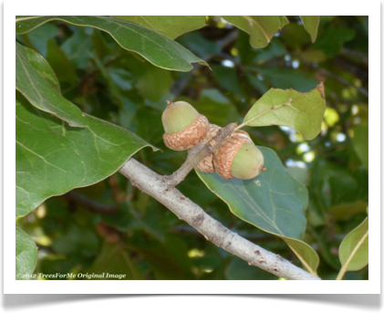 Quercus marilandica, Blackjack Oak, acorns
