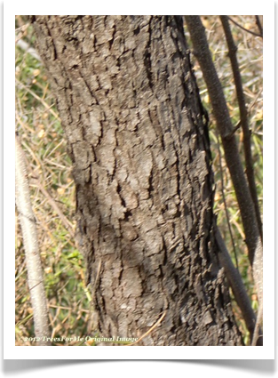 Quercus mohriana, Mohr Oak, bark