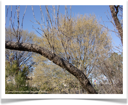Quercus mohriana, Mohr Oak, large branch