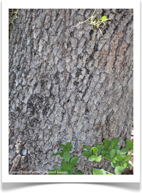 Quercus muehlenbergii, Chinkapin Oak, bark example young