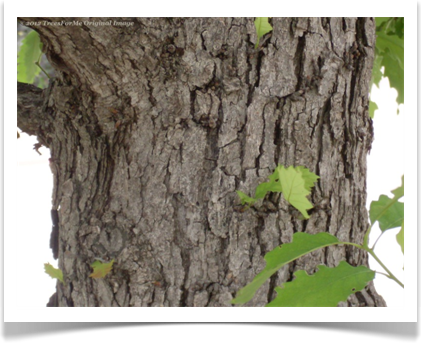 Quercus muehlenbergii, Chinkapin Oak, mature bark