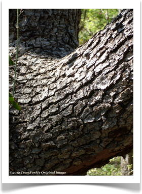 Quercus muehlenbergii, Chinkapin Oak, branch bark