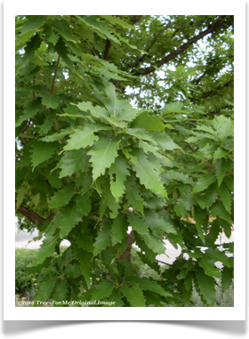 Quercus muehlenbergii, Chinkapin Oak, foliage