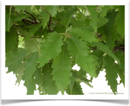 Quercus muehlenbergii, Chinkapin Oak, leaves
