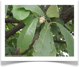 Quercus polymorpha acorns