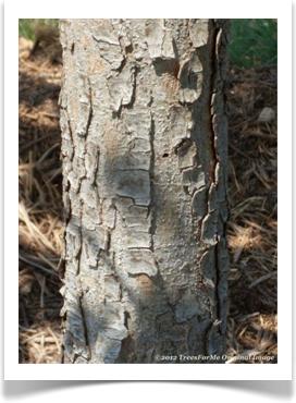 Quercus polymorpha