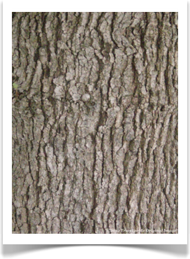 Quercus polymorpha, bark
