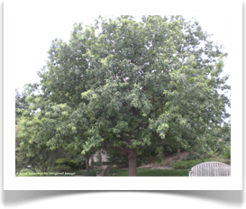 Quercus polymorpha canopy