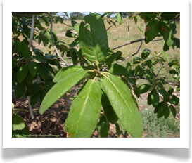 Quercus polymorpha foliage