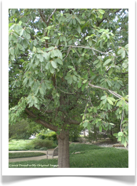 Quercus polymorpha, Mexican White Oak