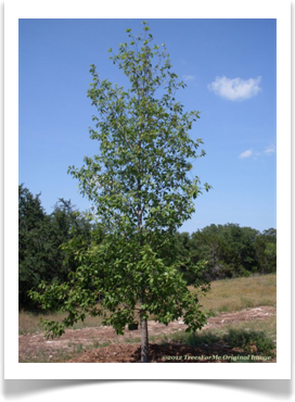 Quercus polymorpha, young tree