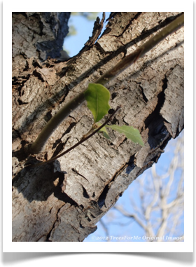 Quercus pungens, Pungent Oak, bark