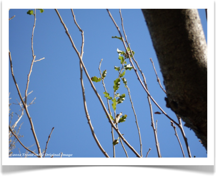 Quercus pungens, Pungent Oak, new spring leavs