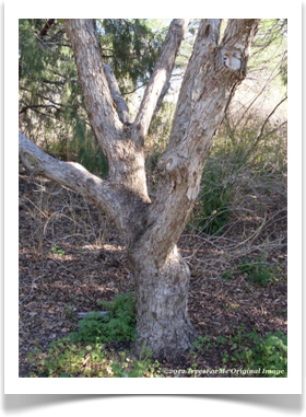 Quercus pungens, Pungent Oak, trunk