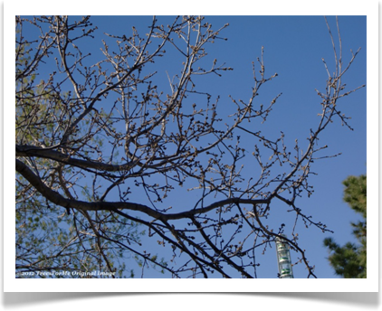 Quercus pungens, Pungent Oak, branches in winter