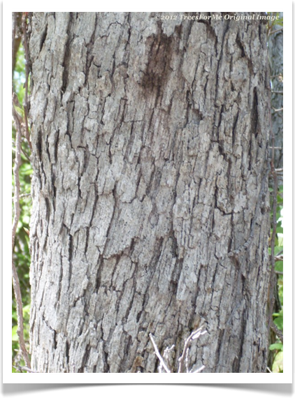 Quercus sinuata bark