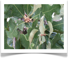 Quercus coccinea, Scarlet Oak, terminal buds