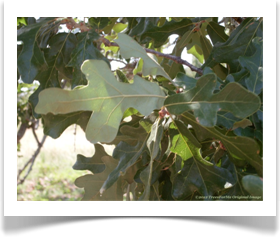 Quercus coccinea, Scarlet Oak, square leaf