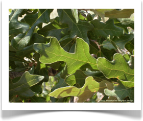 Quercus coccinea, Scarlet Oak, vein structure